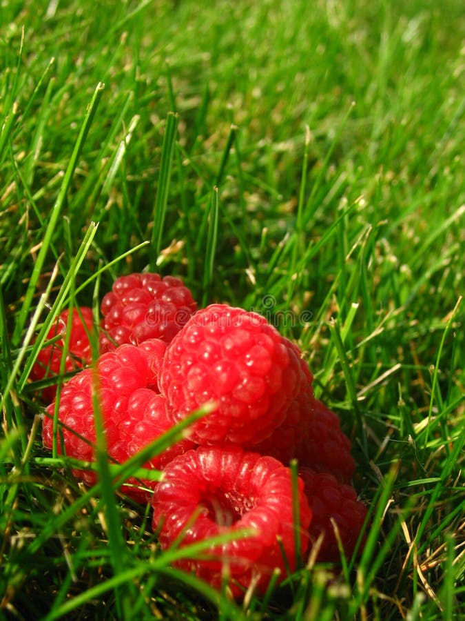 Raspberries