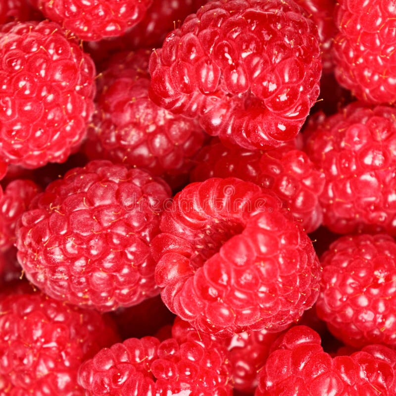 12,000+ Berry background Free Stock Photos StockFreeImages