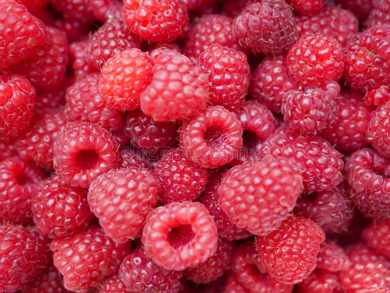 raspberries close up. Macro Photo food raspberry berry. Texture background ripe pink raspberry berry. Image food product berry stock photo raspberries close up. Macro Photo food raspberry berry. Texture background ripe pink raspberry berry. Image food product berry stock photo