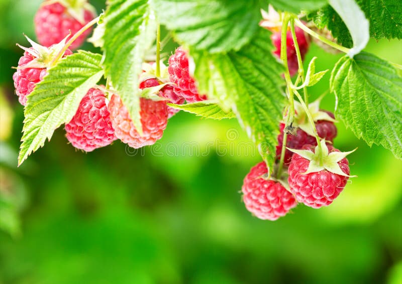 Raspberries in a garden