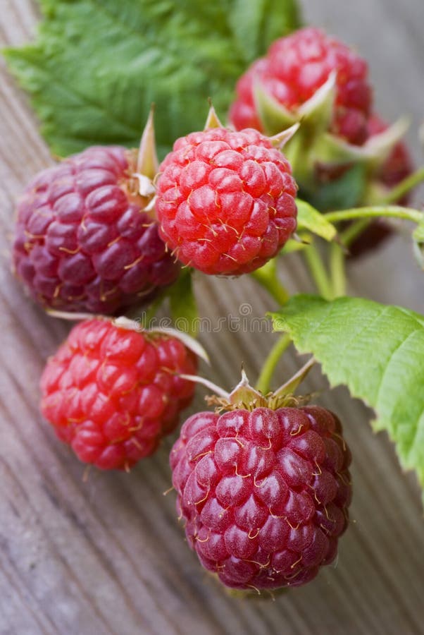 Raspberries, not plucked yet.