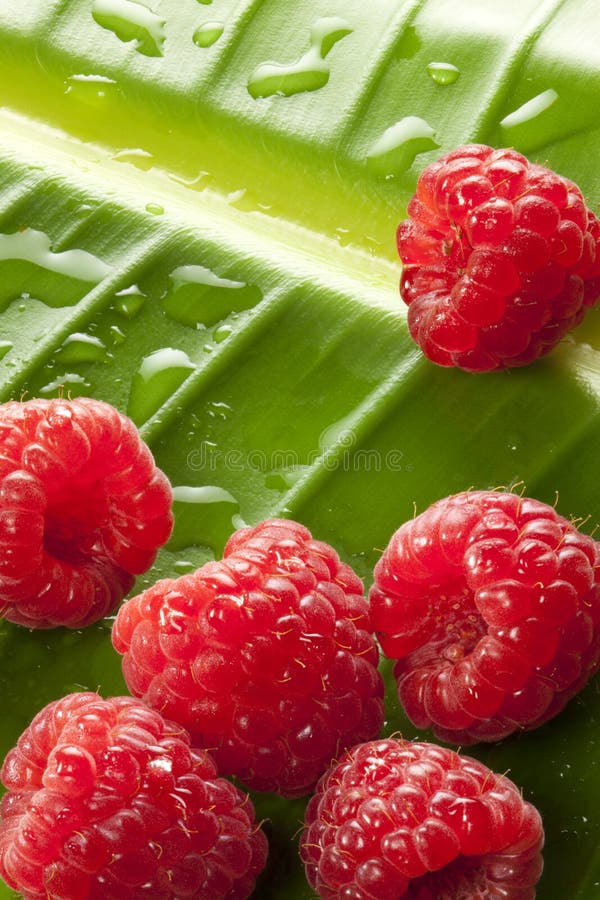 Raspberries Water Drops Leaf Background