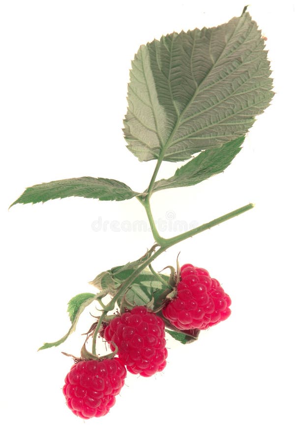 Raspberry