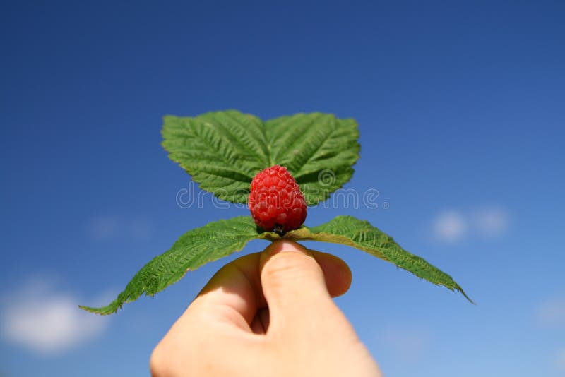 Raspberry