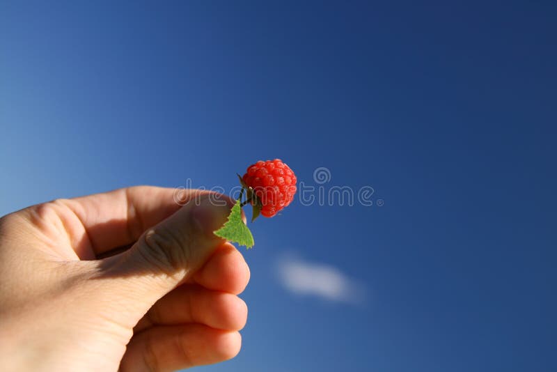 Raspberry