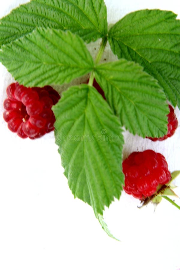 Raspberry