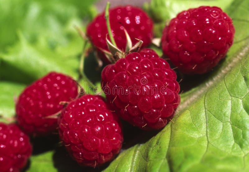 Raspberry