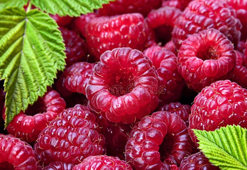 Raspberry background with leaf stock photo
