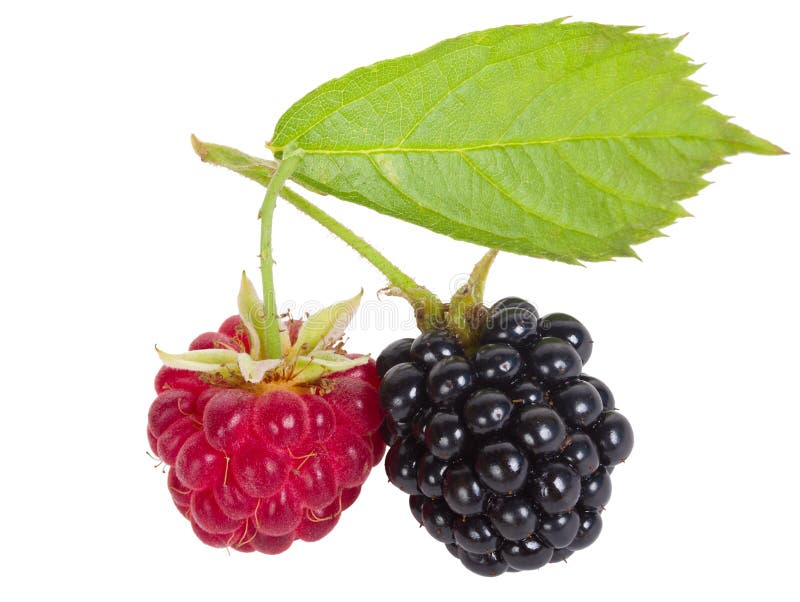 Raspberry and blackberry stock photo. Image of gourmet 48142064