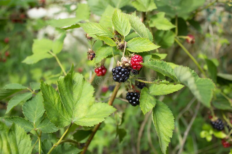 152 Blackberry Stages Stock Photos Free & RoyaltyFree Stock Photos
