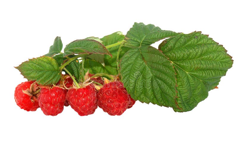 Raspberry in branch.