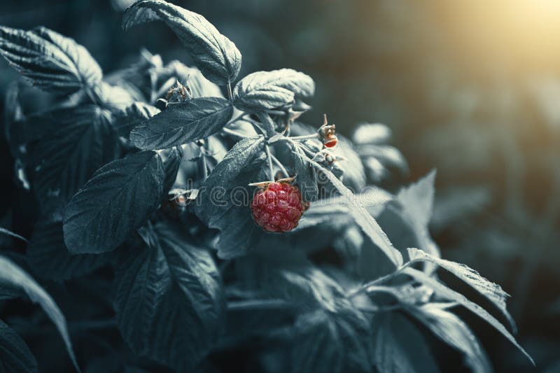 Raspberry bush as creative abstract plant background, of green leaves as wallpaper for design, dark blue toned