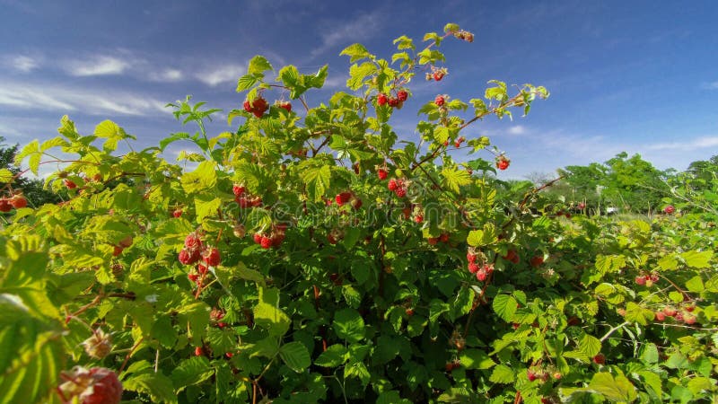 Raspberry bush raspberries stock photos