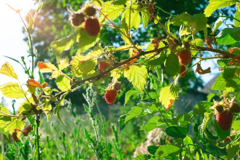 Raspberry bush raspberries with blue sky