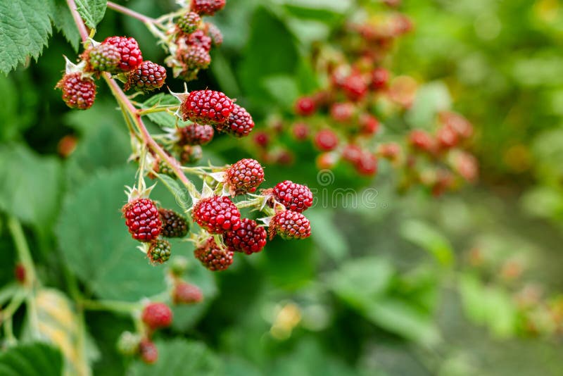 Raspberry Bushes in the Garden Stock Photo Image of harvesting, bunch