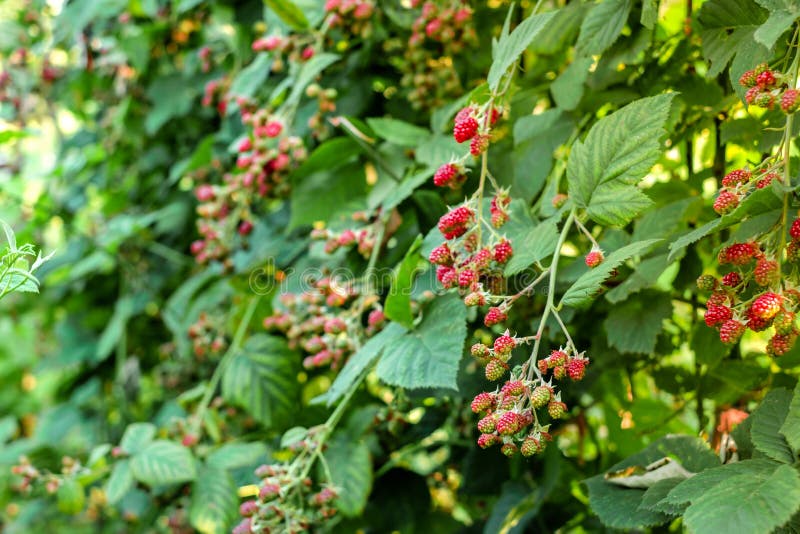 Raspberry Bushes in the Garden Stock Photo Image of green, bunch
