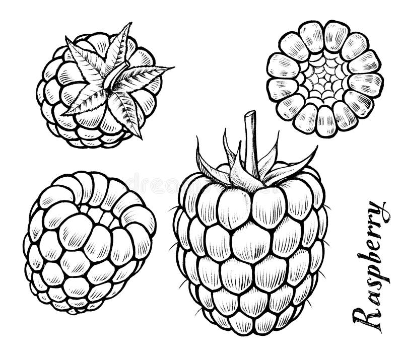 Raspberry Stock Illustration - Image: 64549128