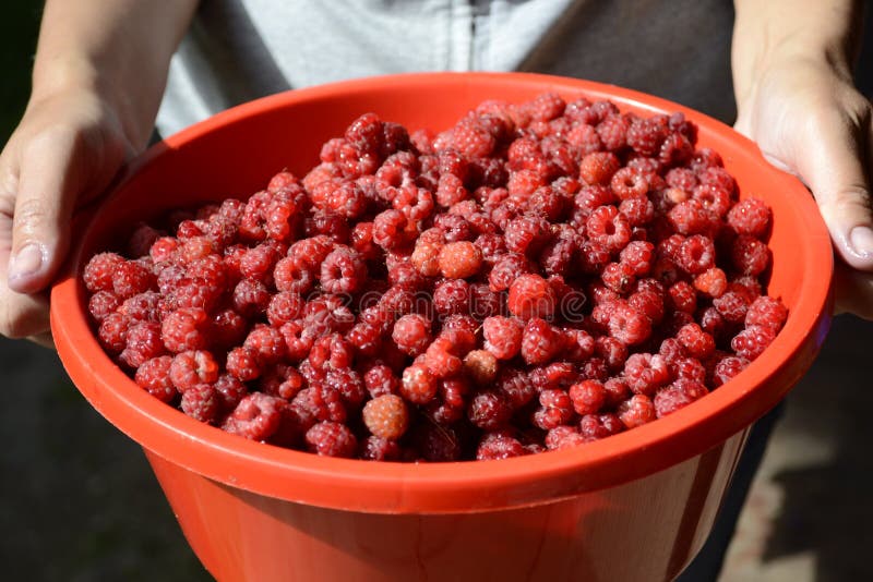 Raspberry harvest stock image. Image of raspberry, ripe 53417437