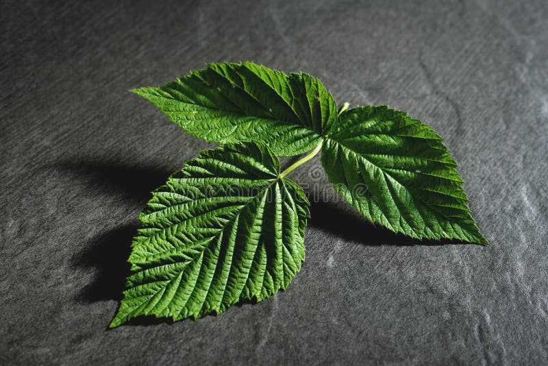 Raspberry leaf. stock image