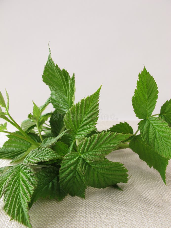 Raspberry Leaves for Raspberry Leaf Tea Stock Image Image of