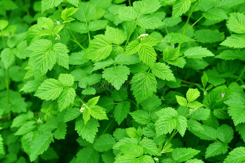 Raspberry leaves stock image. Image of environment, leaves 44991089
