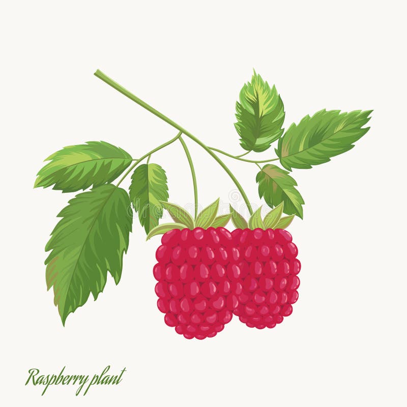 Raspberry Plant, Leaves and Branch, Hand Drawing Stock Illustration