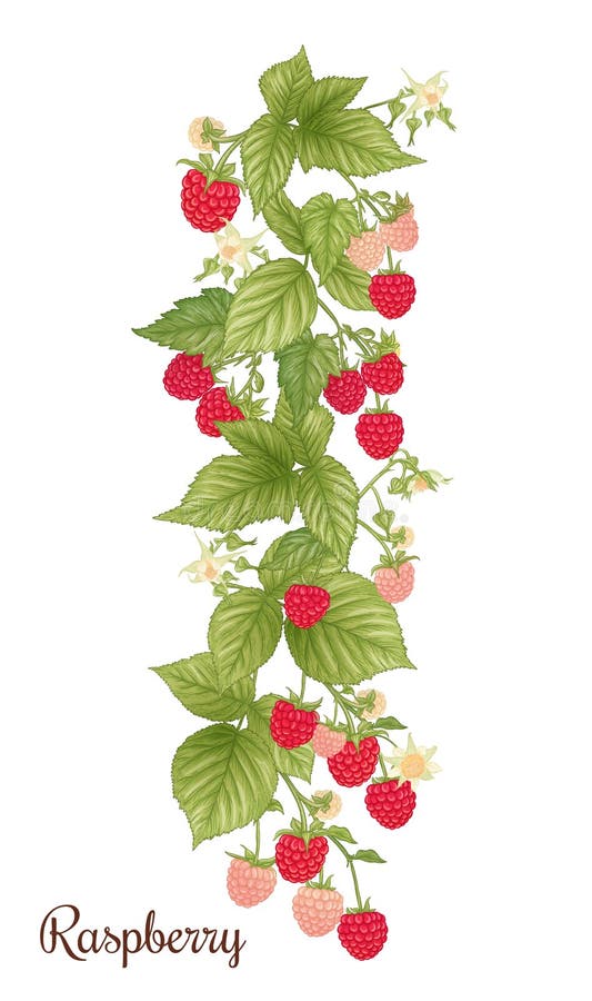 Raspberry. Ripe Berries on Branch. Clip Art, Set of Elements for Design