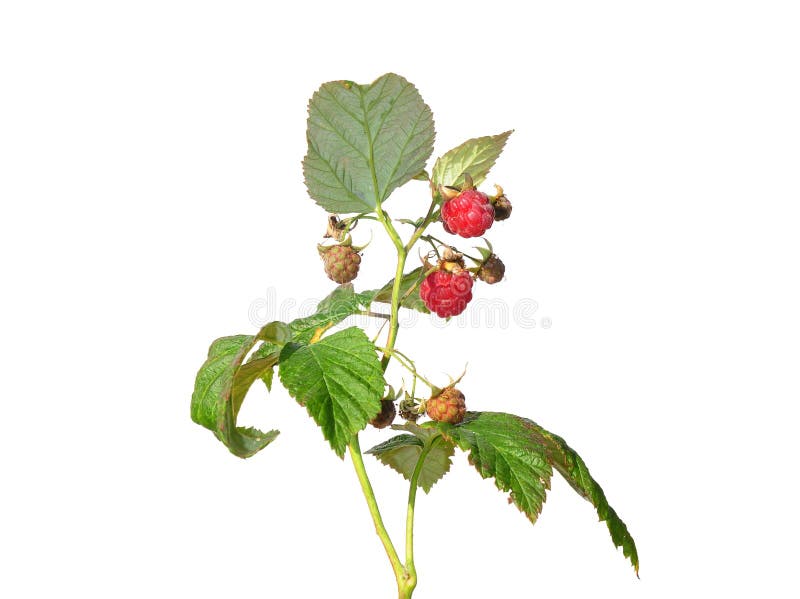 Raspberry (Rubus idaeus) royalty free stock photography