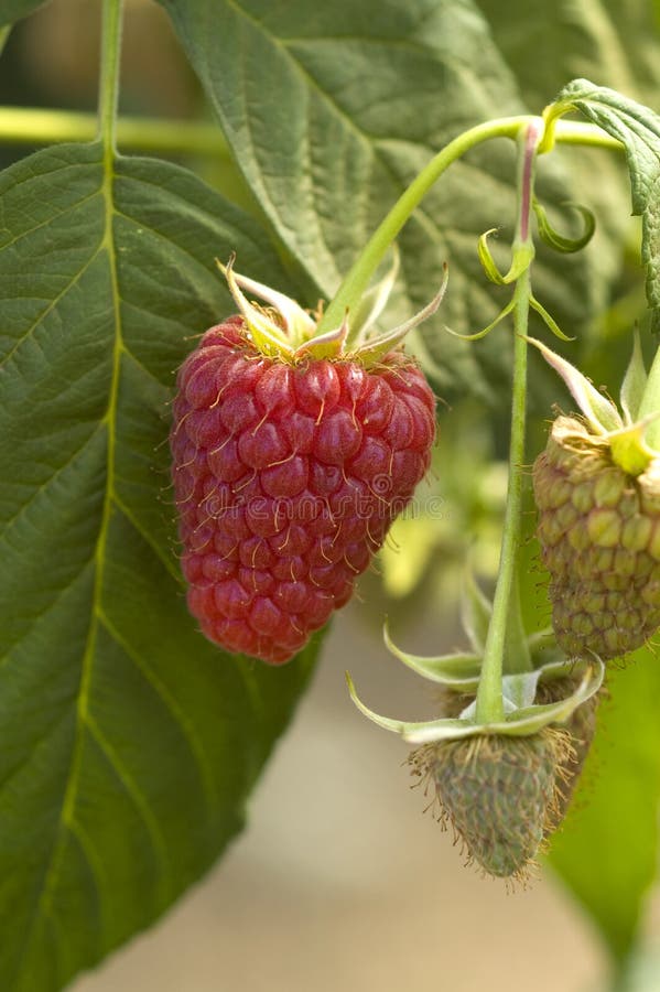 Raspberry on the vine stock photo. Image of berry, sweet 9994944