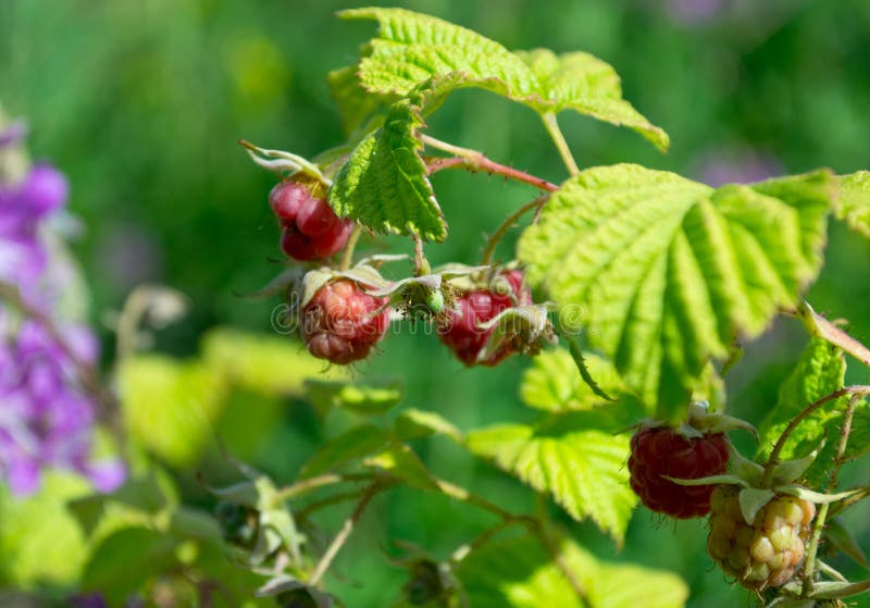Raspberry stock photography