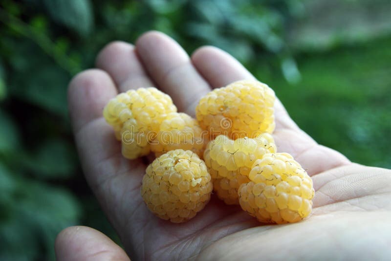 Raspberry with yellow fruits