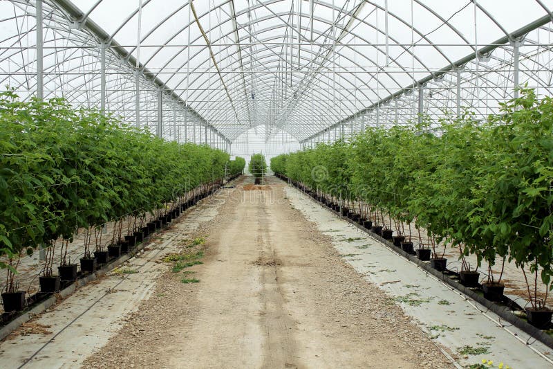 Frambuesa creciente en la plantación hidropónica fotografía de archivo libre de regalías Frambuesa creciente en la plantación hidropónica fotografía de archivo libre de regalías