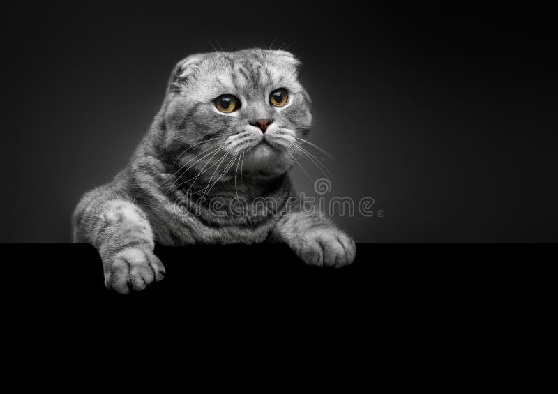 Rasse scottishfold schließen Porträt lizenzfreies stockfoto