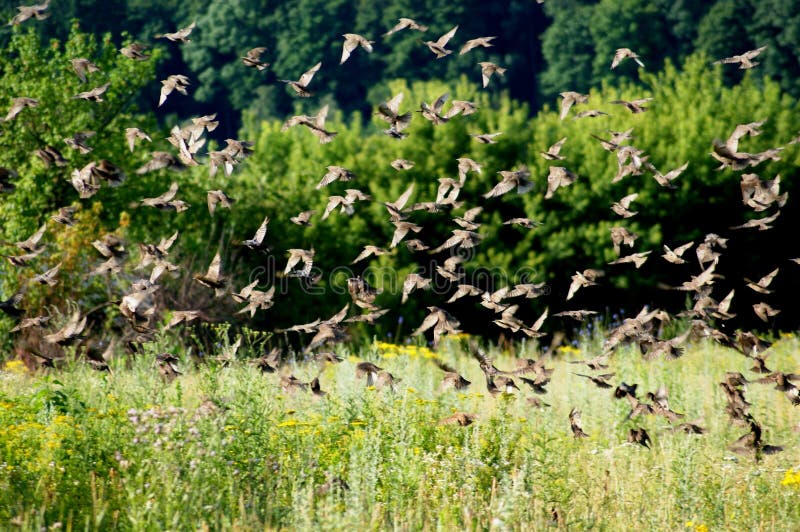 Rassemblement de jeunes oiseaux dans de nombreuses écoles bruyantes photo libre de droits Rassemblement de jeunes oiseaux dans de nombreuses écoles bruyantes photo libre de droits