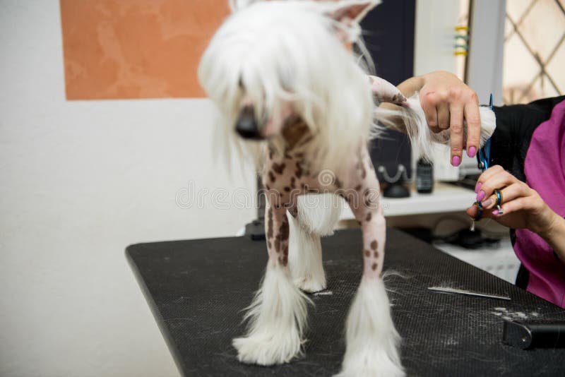 Rassenhond die Chinese Kuif verzorgen royalty-vrije stock afbeelding Rassenhond die Chinese Kuif verzorgen royalty-vrije stock afbeelding