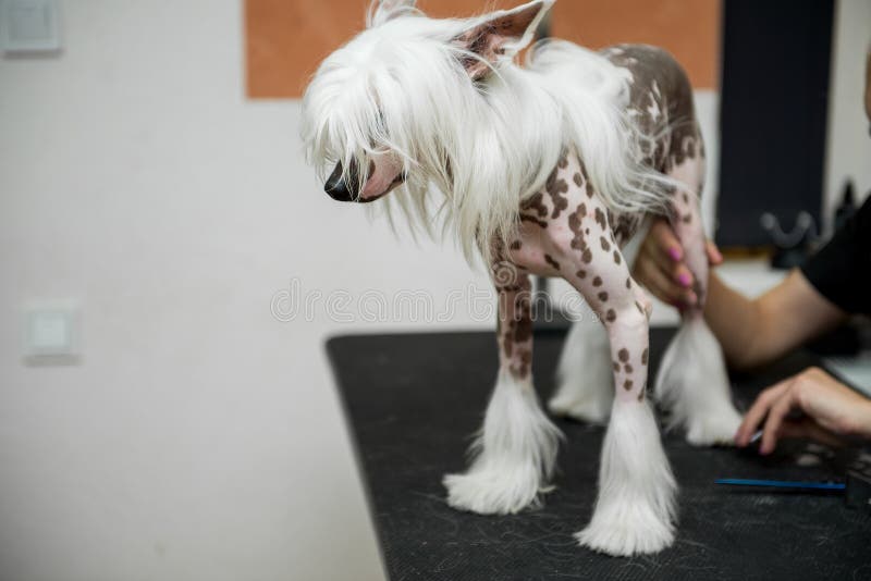 Rassenhond die Chinese Kuif verzorgen royalty-vrije stock fotografie Rassenhond die Chinese Kuif verzorgen royalty-vrije stock fotografie