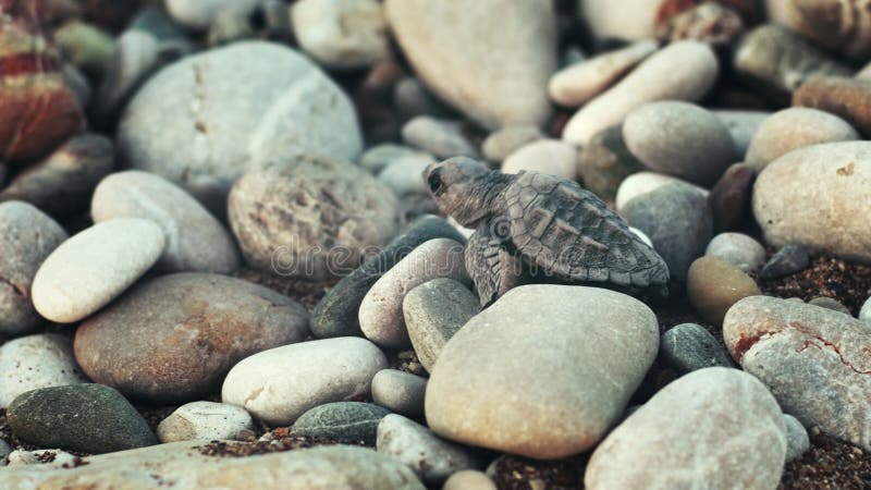 Rastejamento recém-nascido da tartaruga em grandes pedras ao mar tartaruga do bebê que anda para o oceano