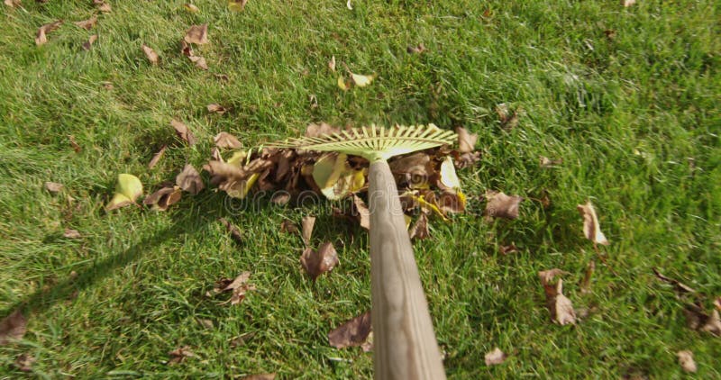 Rastreando folhas em um gramado verde no jardim no outono, uma foto de vovó em uma câmera vermelha