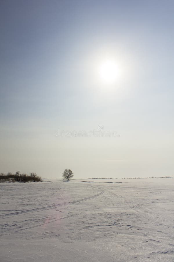 Rastro de la moto de nieve en desierto de la nieve del invierno con el arbusto seco y árbol debajo del cielo azul con el sol fotografía de archivo Rastro de la moto de nieve en desierto de la nieve del invierno con el arbusto seco y árbol debajo del cielo azul con el sol fotografía de archivo