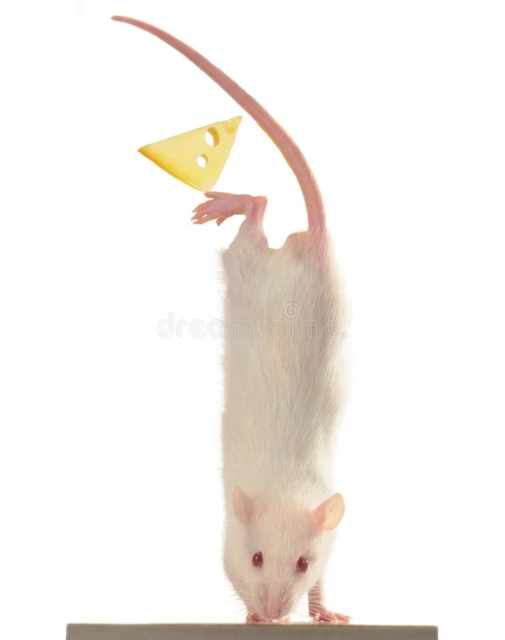 Rat