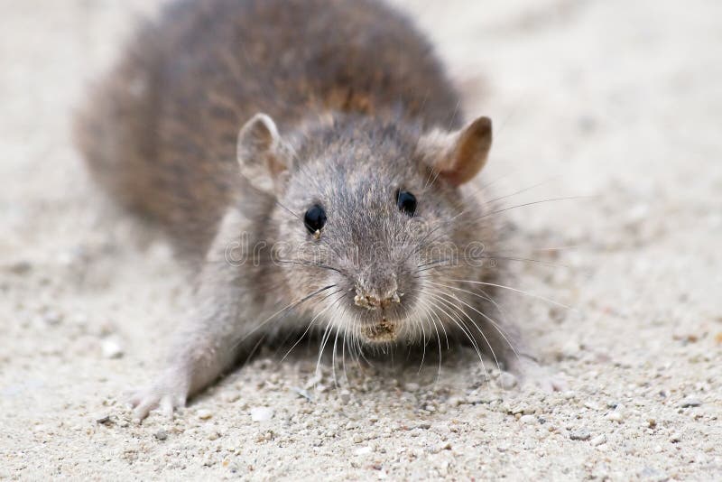 Wild Brown Rat stock photo. Image of rodent, hairy, common 9836936