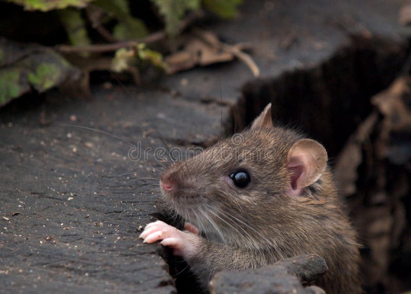 Rat in a rotten log. Log animal stock images, royalty-free photos and pictures