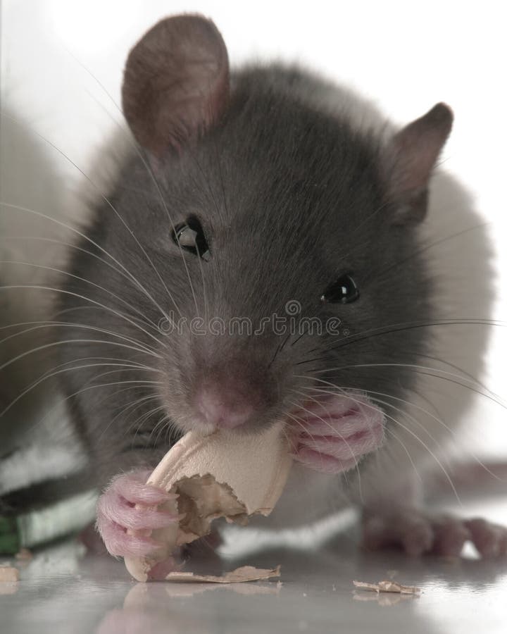 Rat