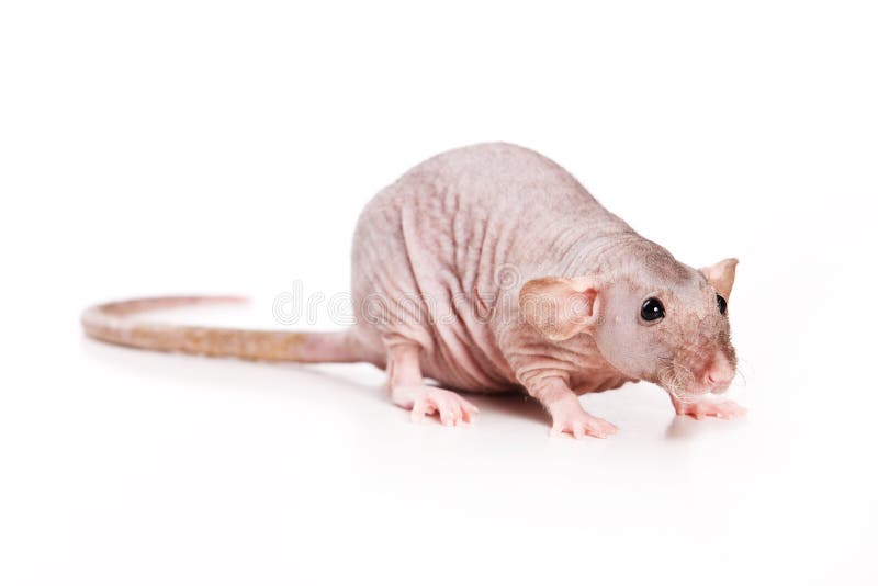 Bald rat on white background