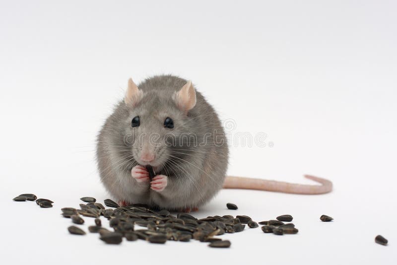 Rat