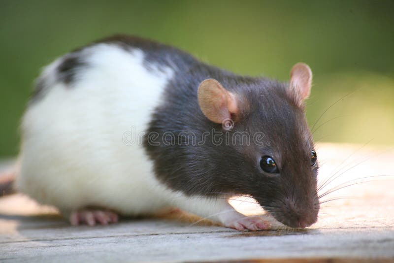 Rat