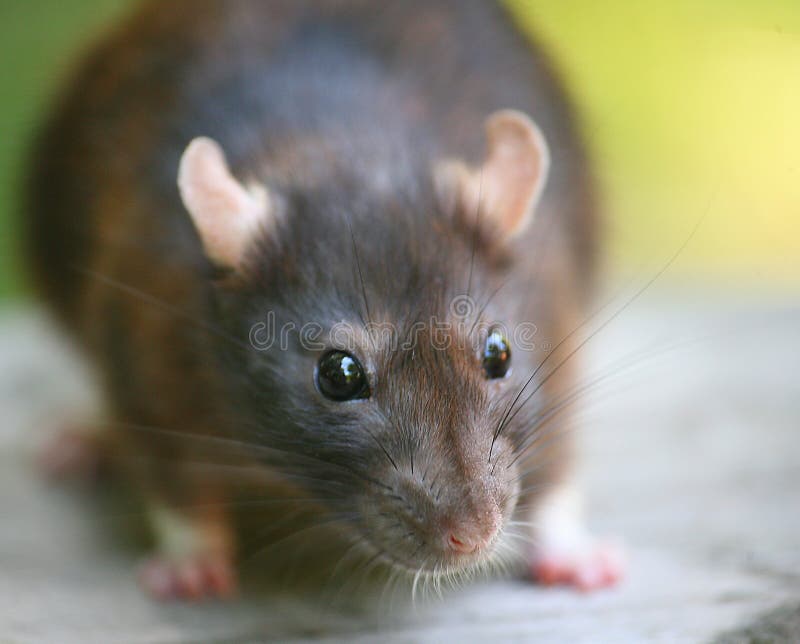 Portrait of a Brown Rat. The rat is known worldwide, and is probably the most succesfull mammal alive today. mouse