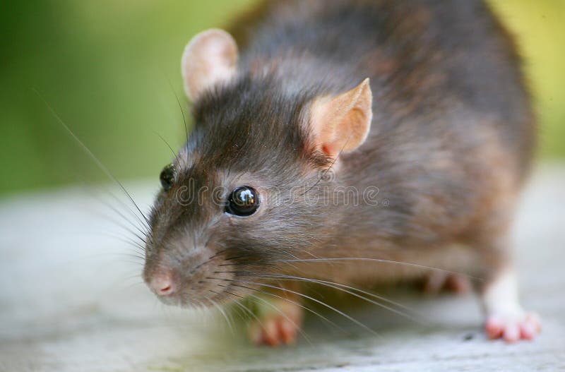 Cute brown rat grey-green natural background