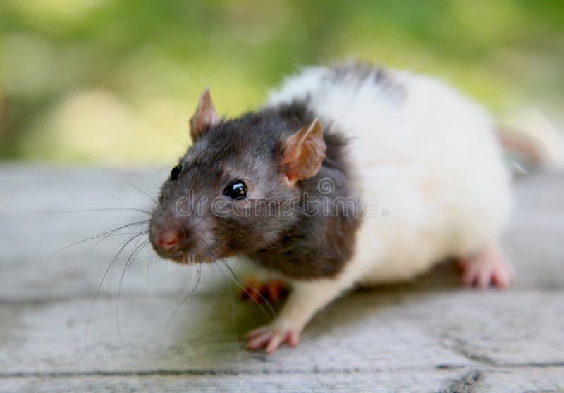 Rat