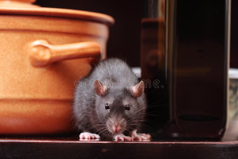 Rat